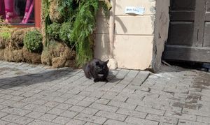 Zwarte kat op straat in 'loaf' positie