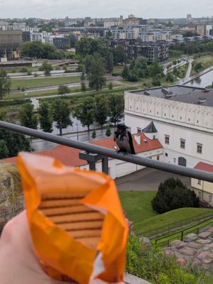 Koekjes met op de achtergrond een hongerige kraai