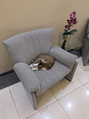 Hotelkat
